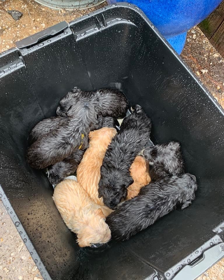 black and brown puppies
