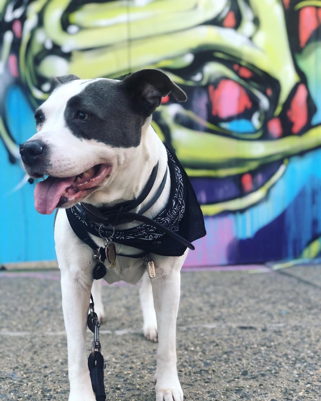 black and white dog