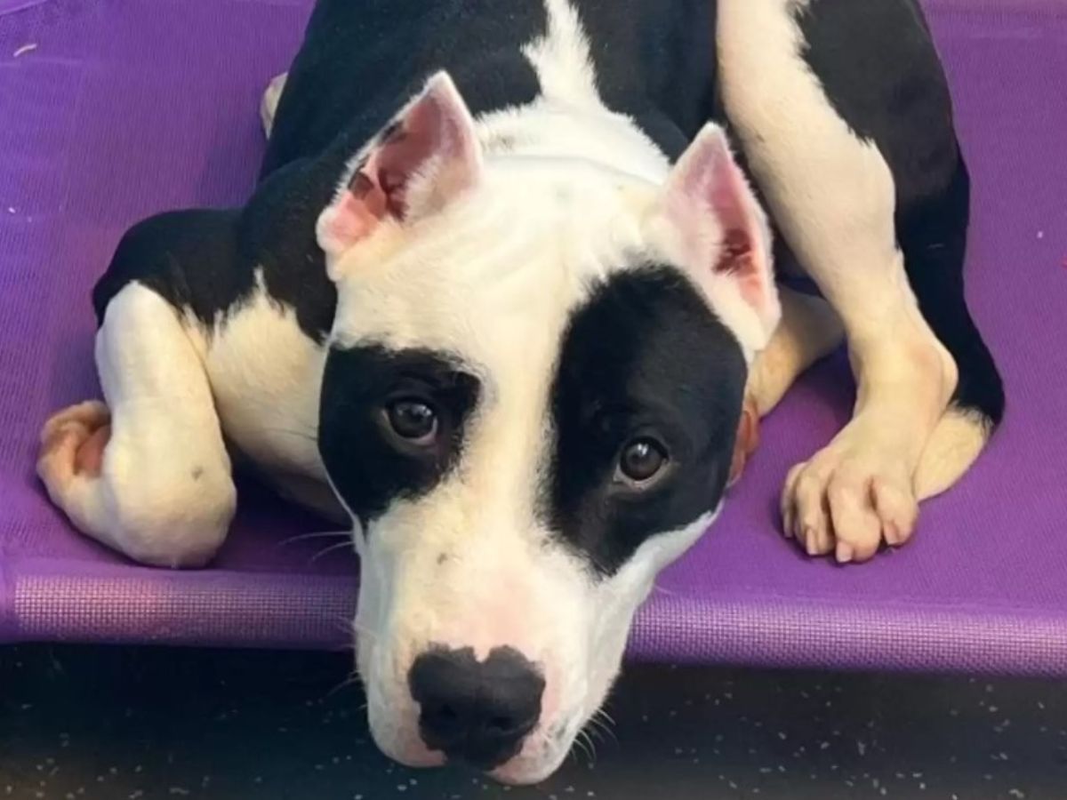 black and white dog