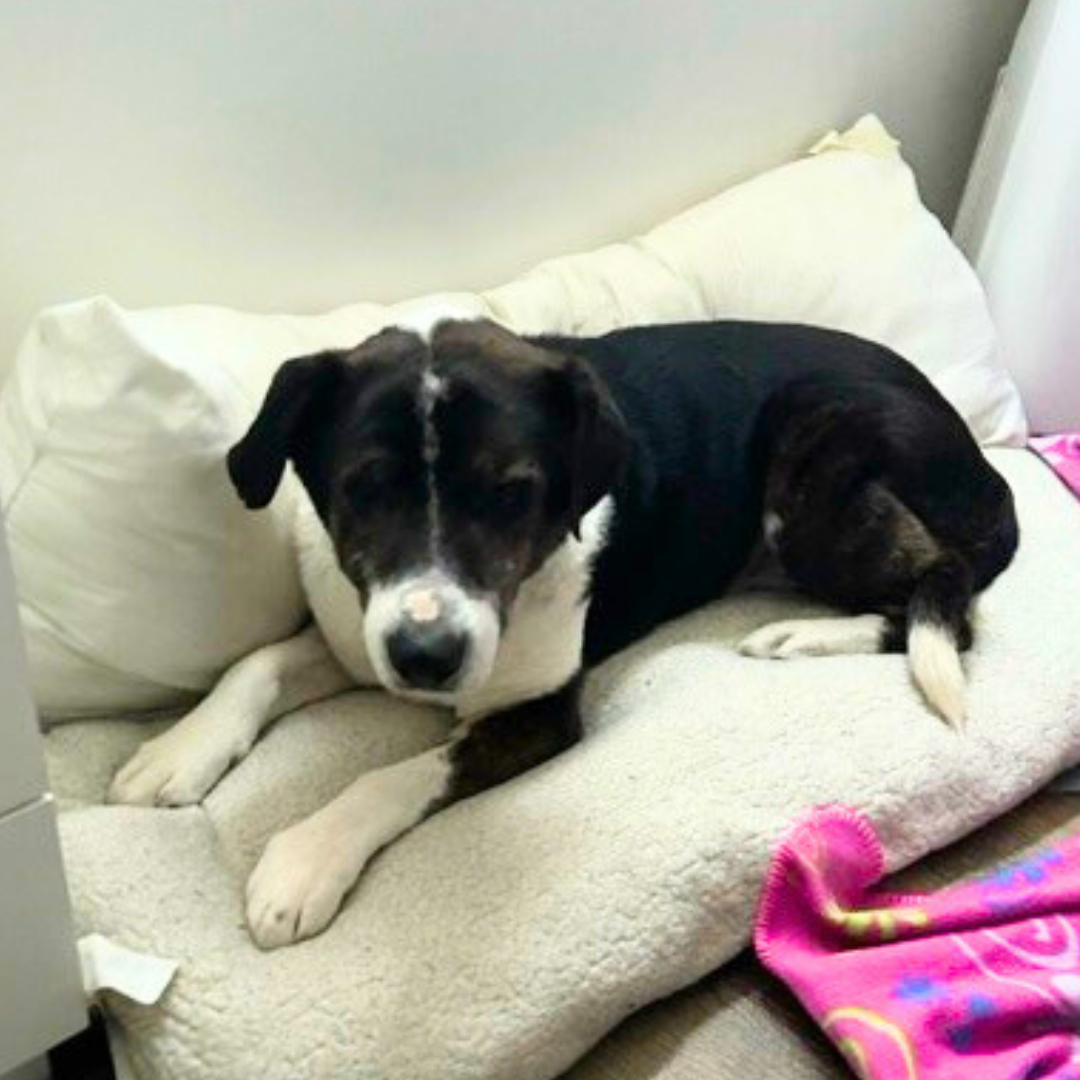 black and white dog