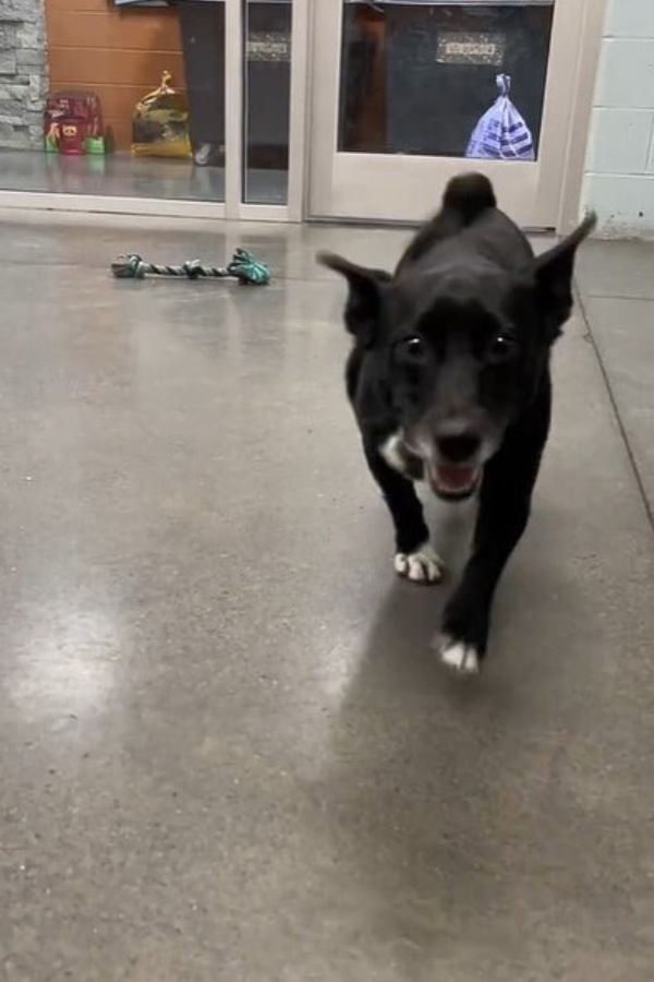 black and white dog walking