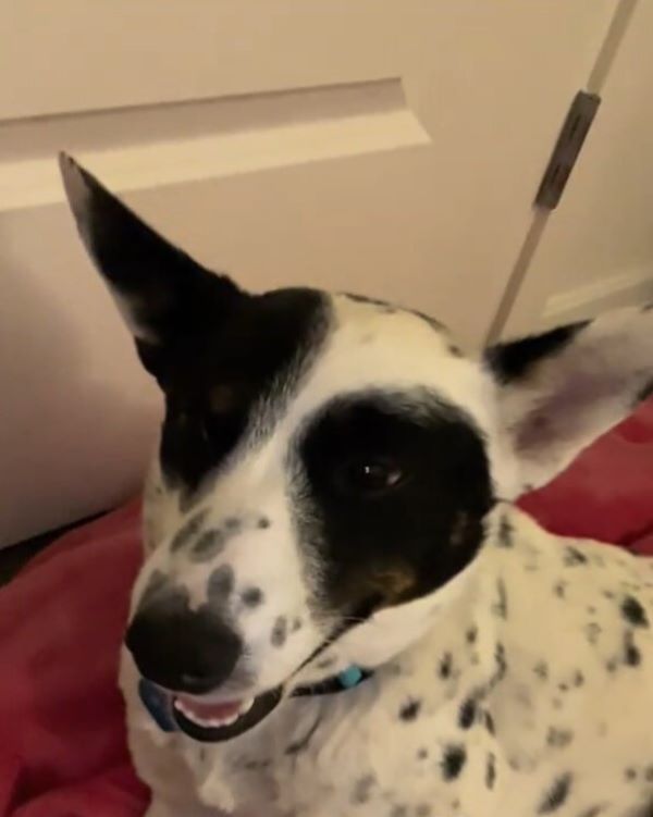 black and white dog with dotts