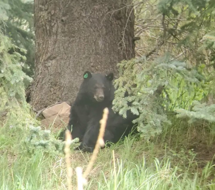 black bear