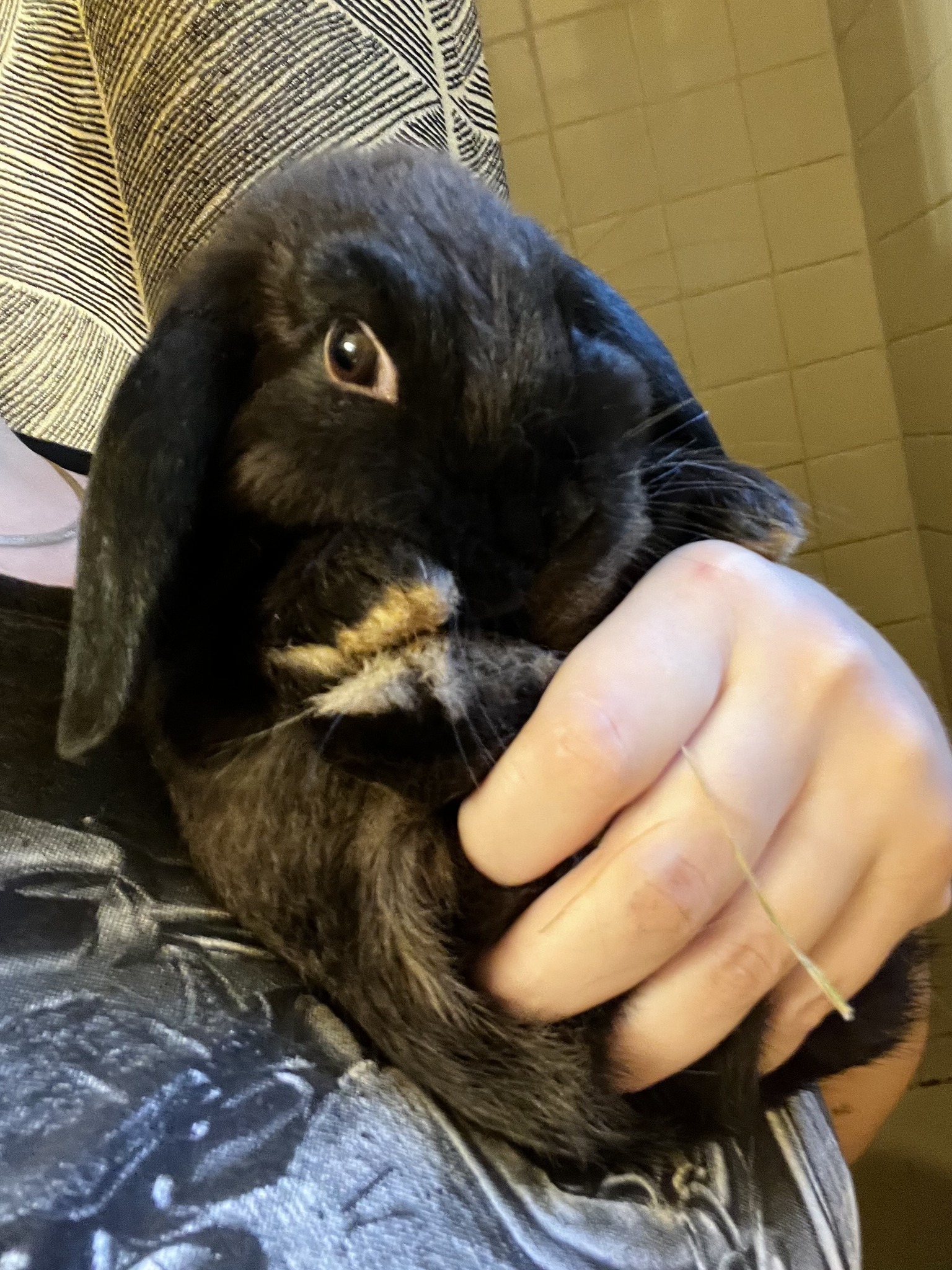 black bunny