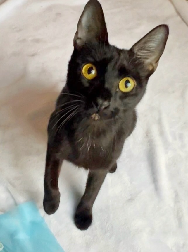 black cat