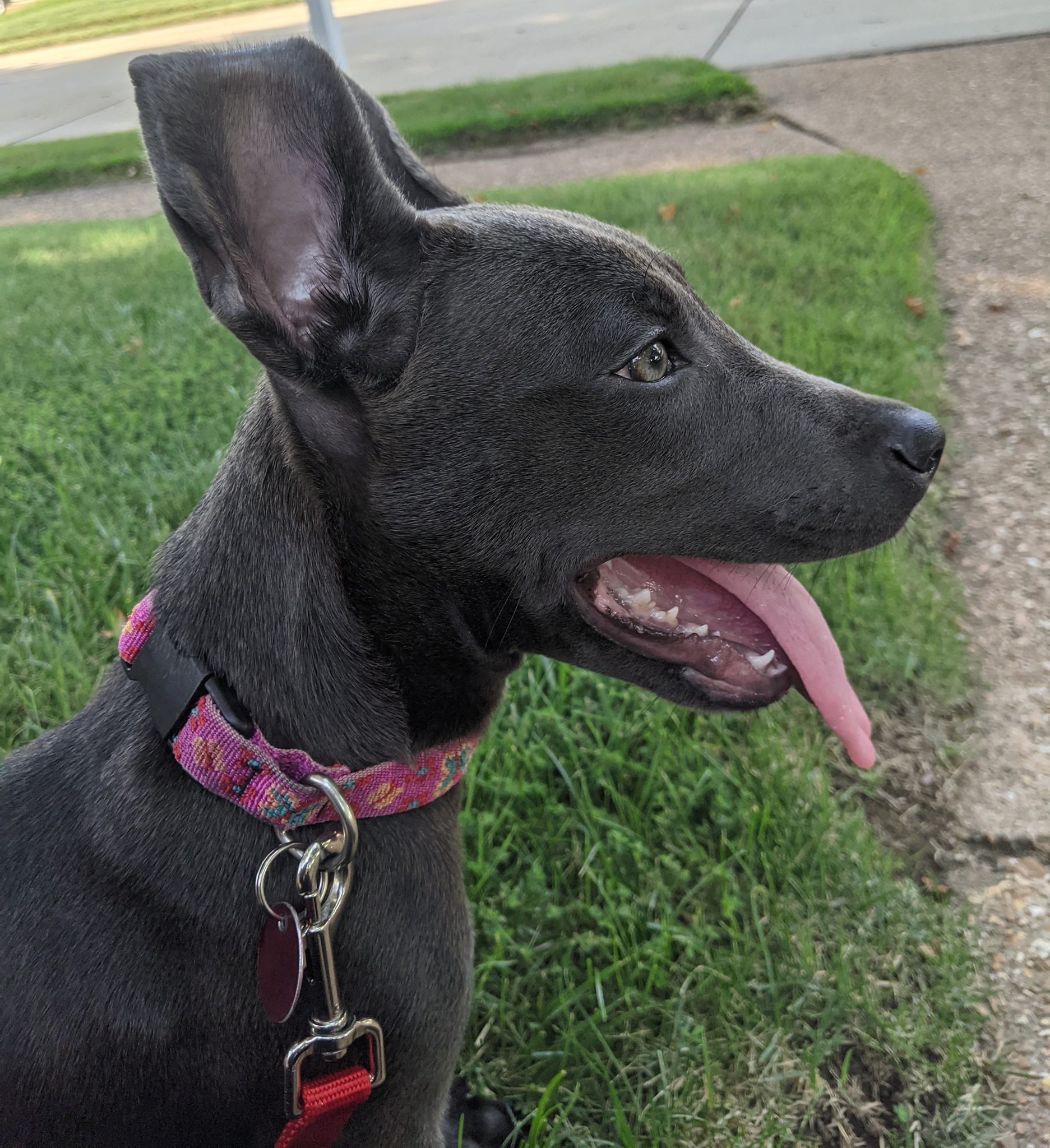 black dog
