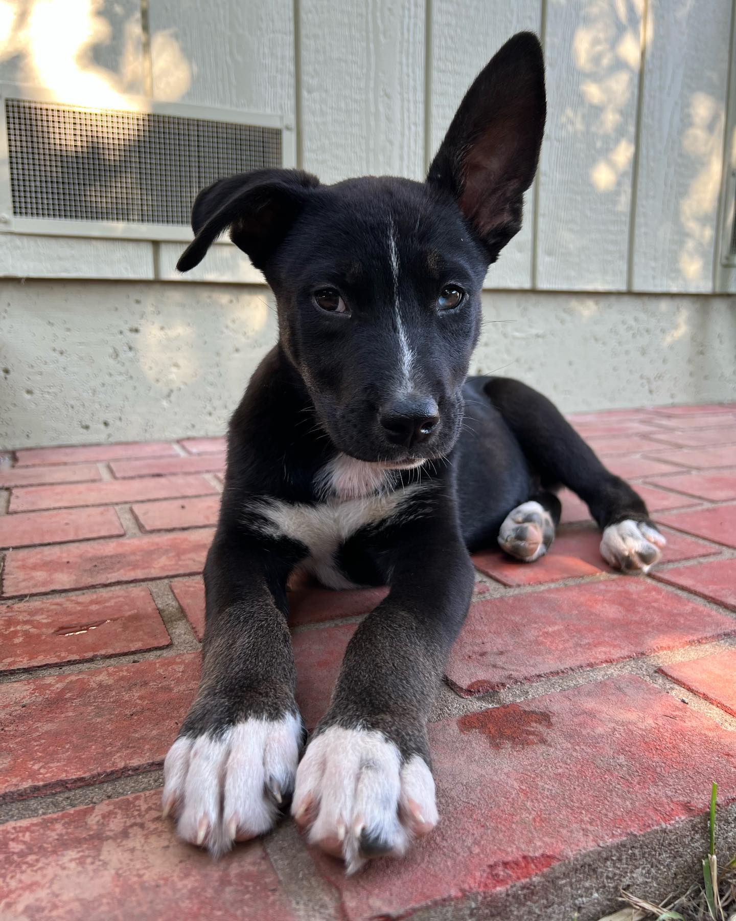 black dog