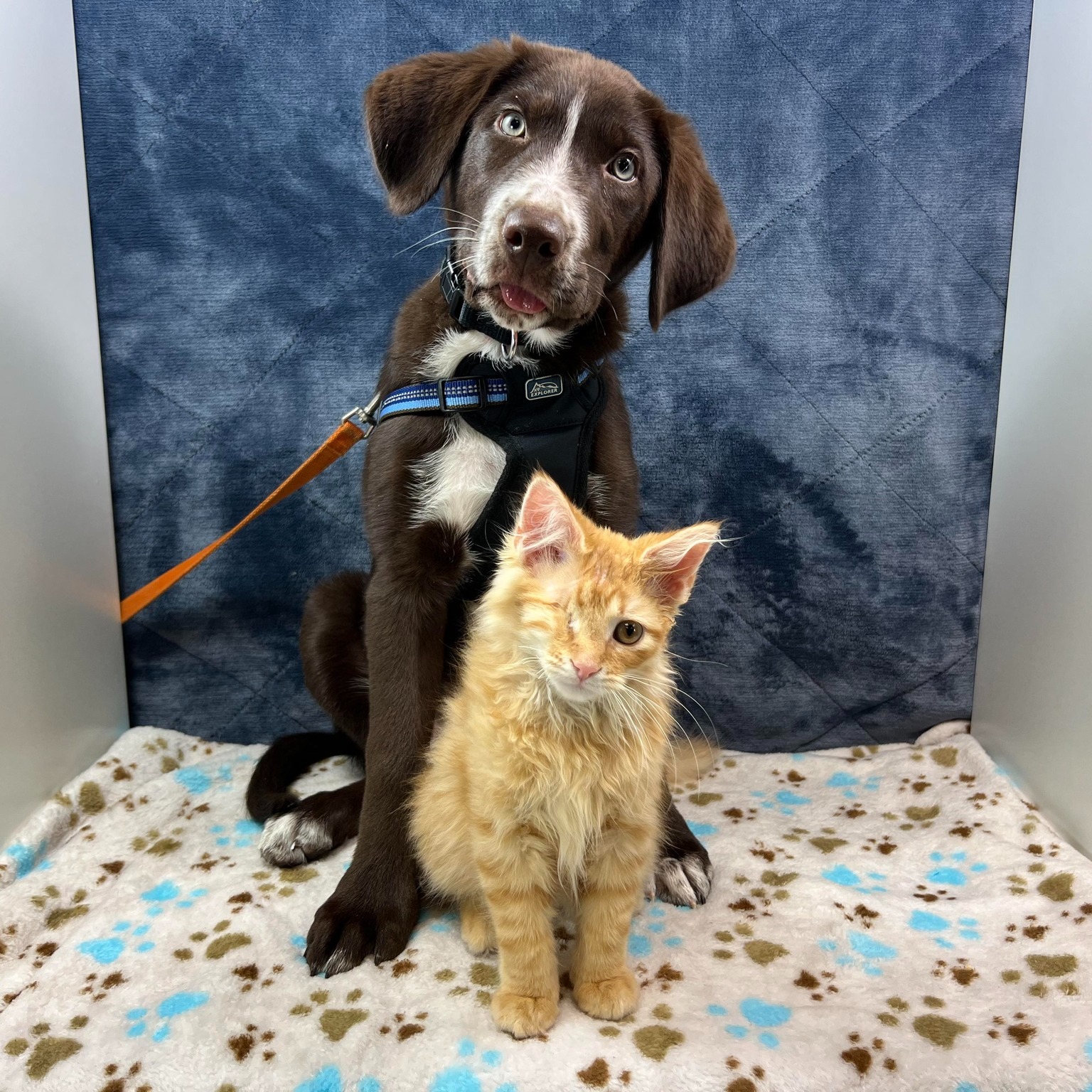 black dog and cat with one eye