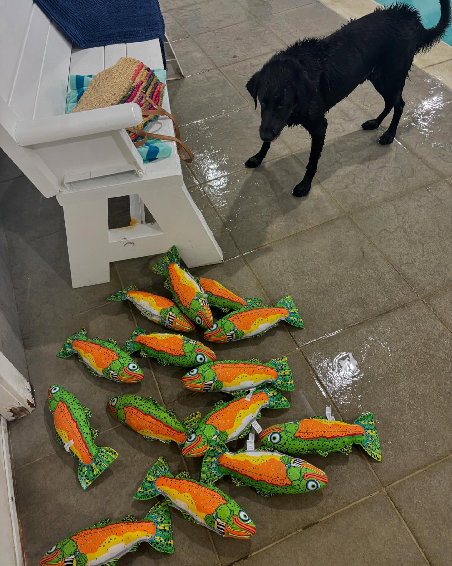 black dog and toys