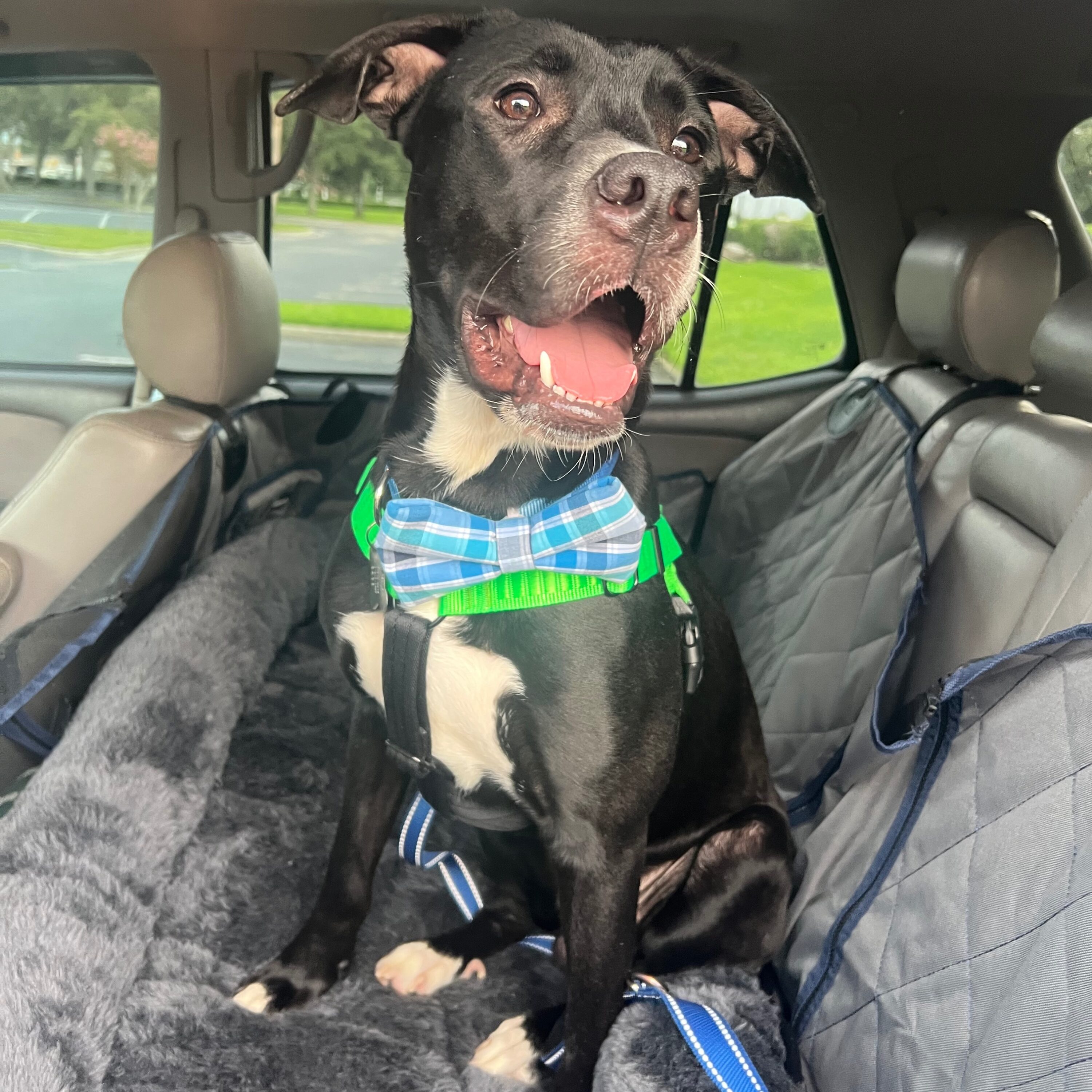 black dog in car