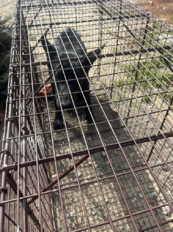 black dog in crate