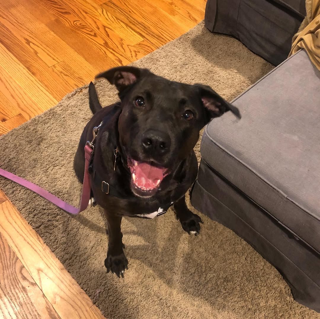 black dog in house