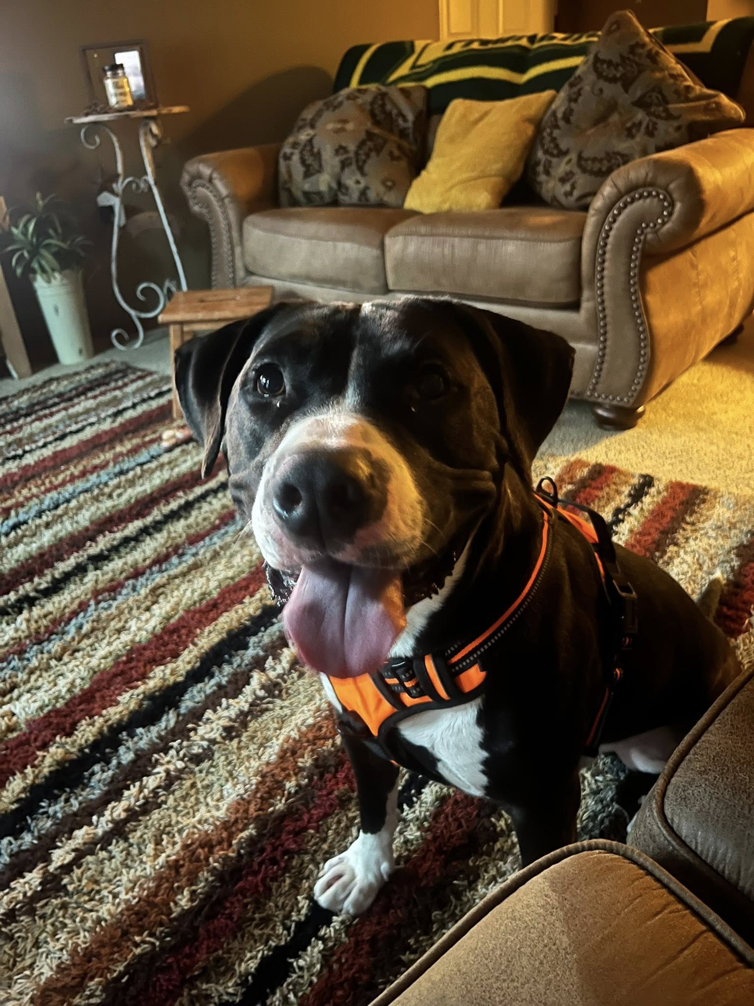 black dog in house