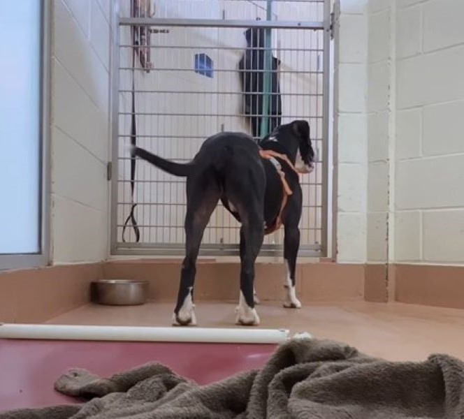 black dog in shelter