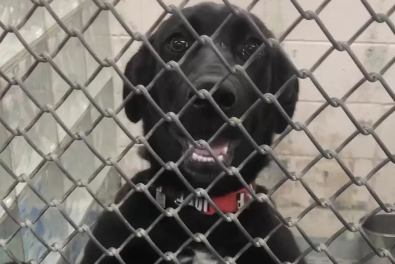 black dog in shelter