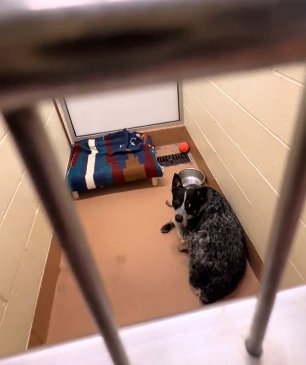 black dog in shelter