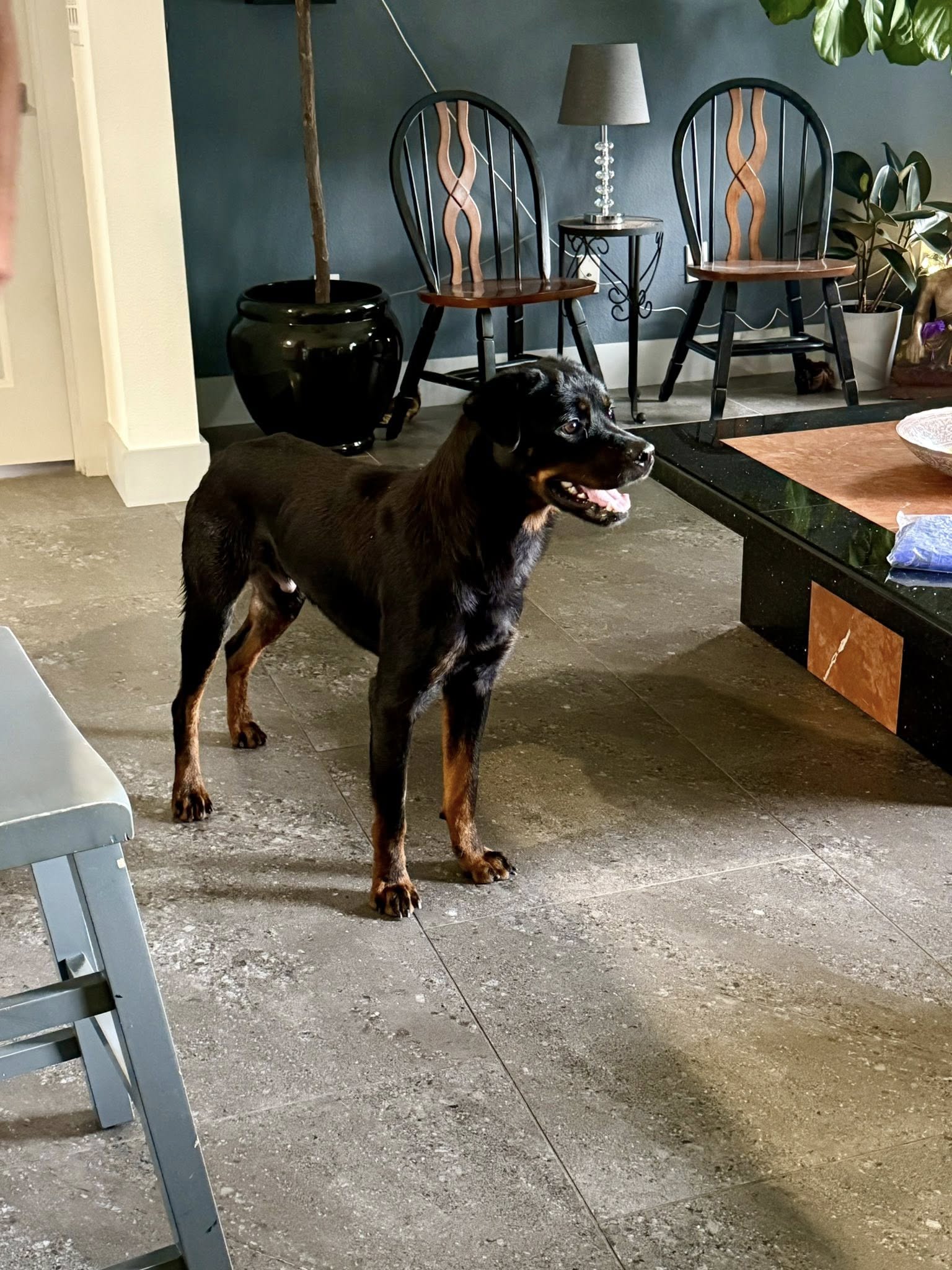 black dog in the house
