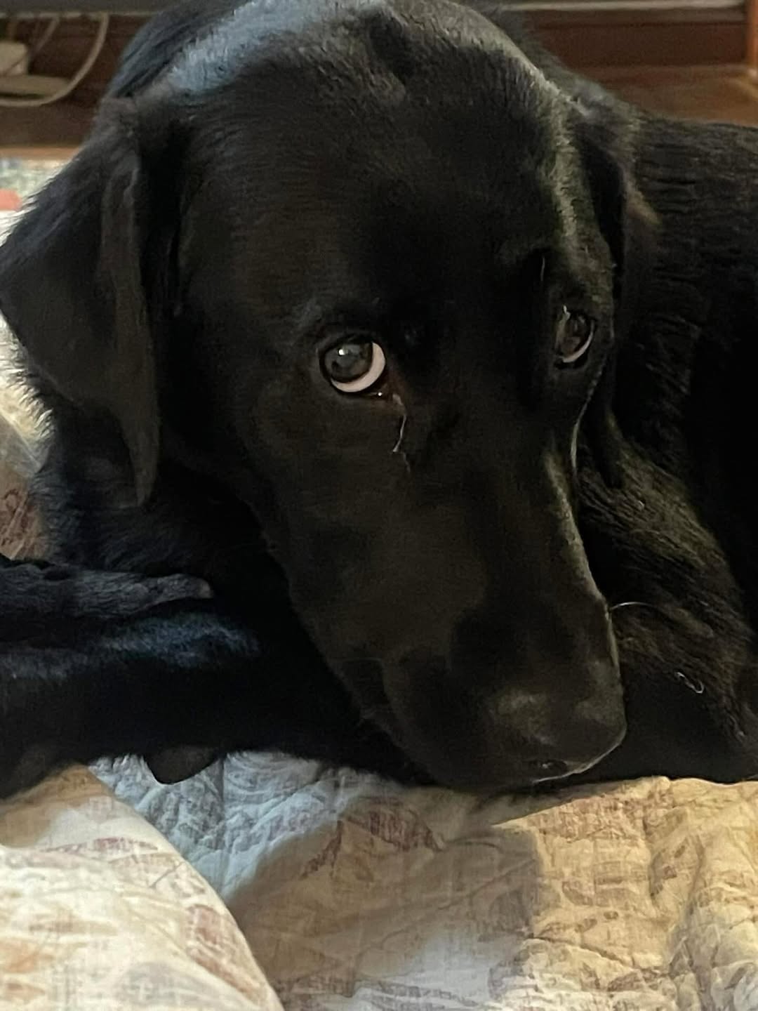 black dog laying down