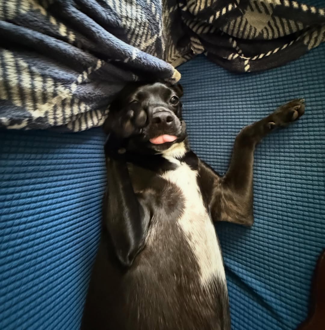 black dog laying on the back
