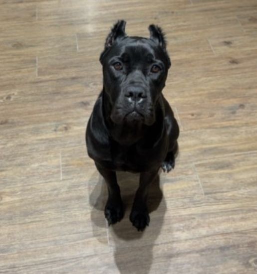 black dog looking up 