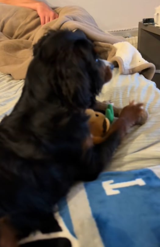 black dog on bed