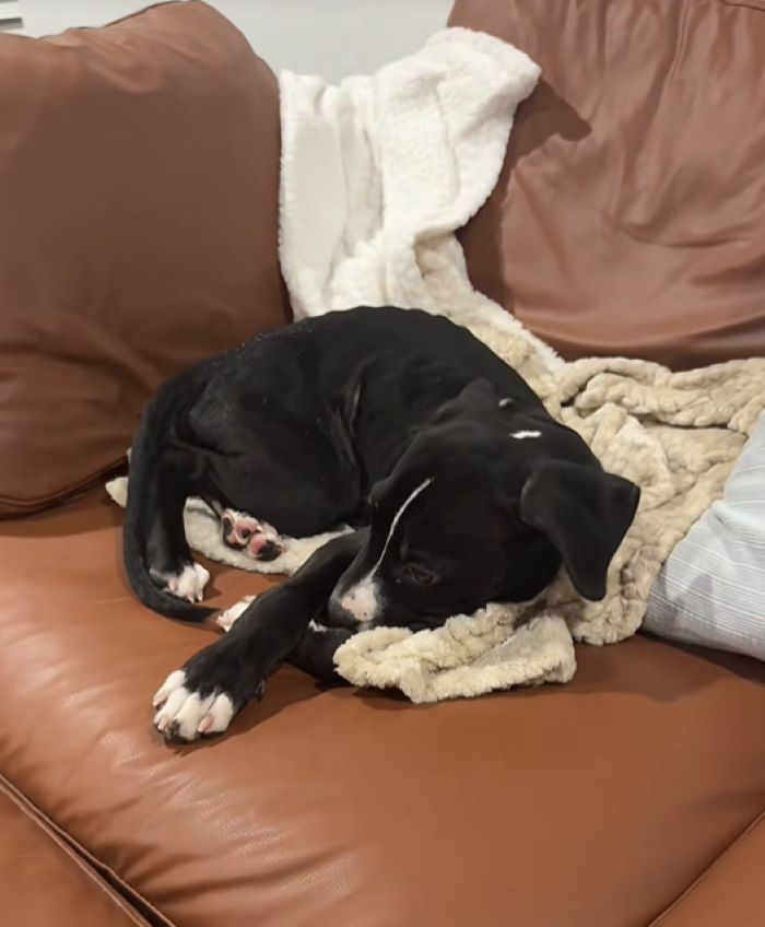 black dog on couch