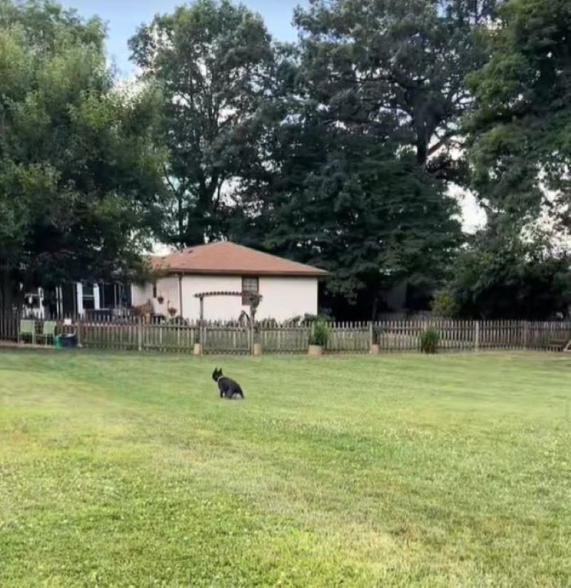 black dog on field