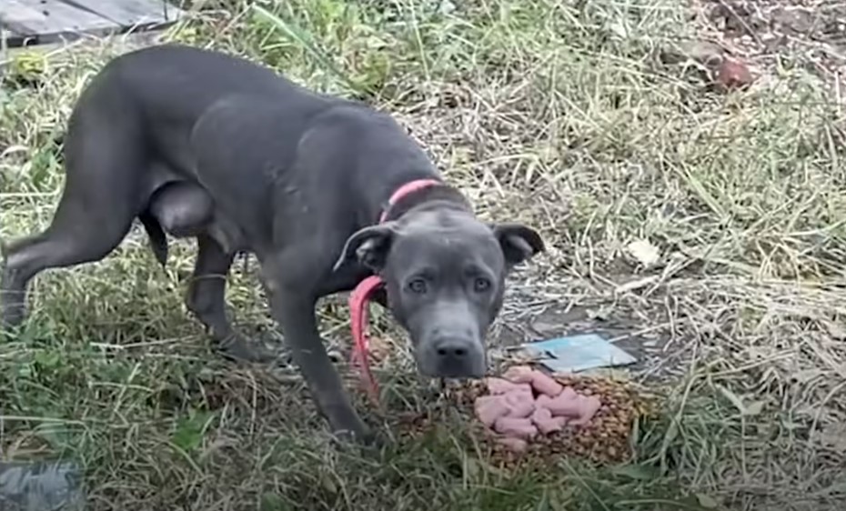 black dog on leash