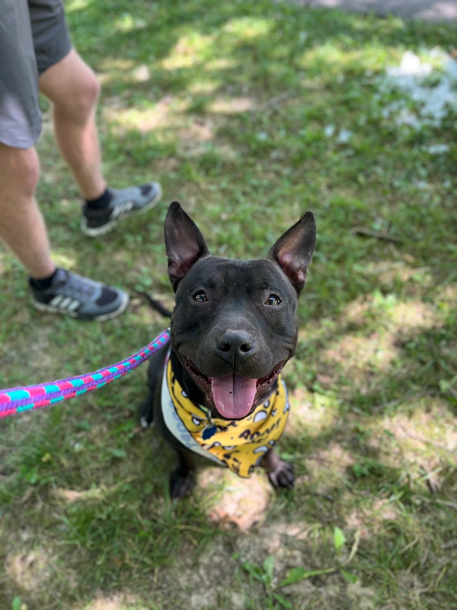 black dog on leash