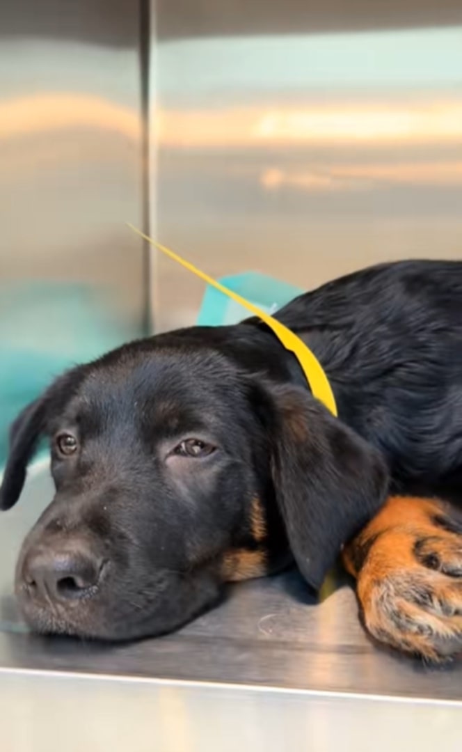 black dog sad inside a kennel