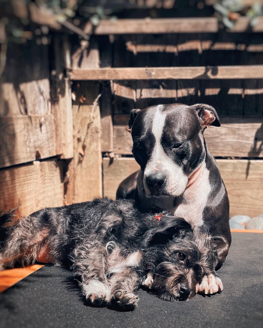 black dog sitting