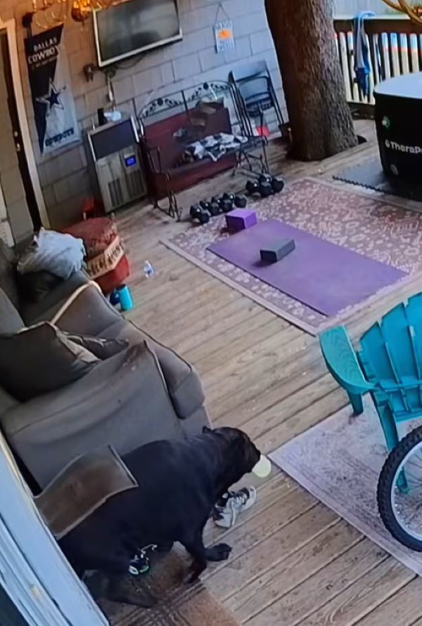 black dog snatching food