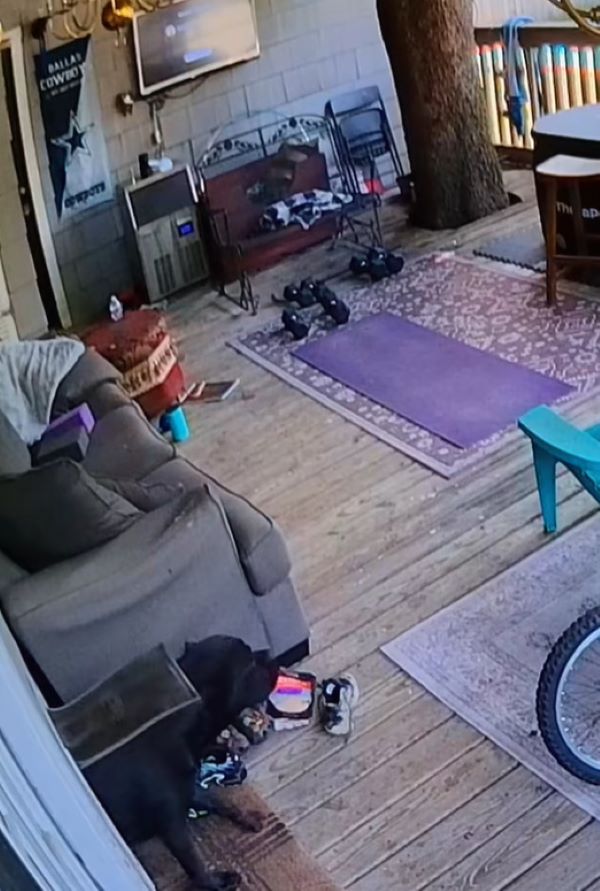 black dog stealing food