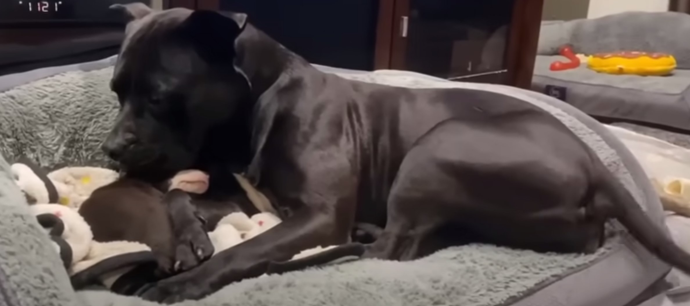 black dog with a puppy