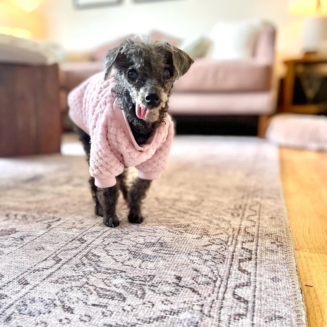 black dog with clothes on