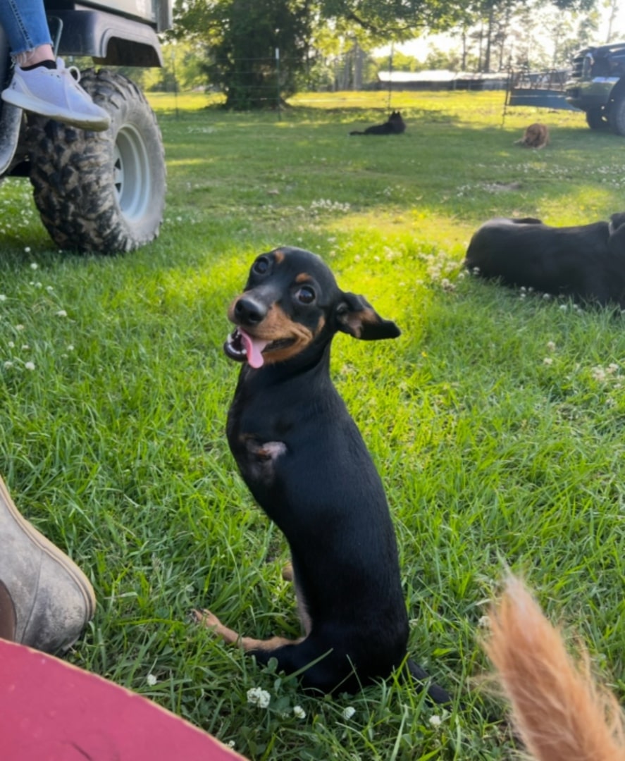 black dog with two legs