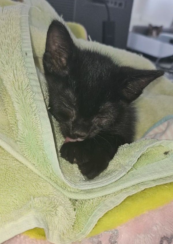 black kitten in towel 