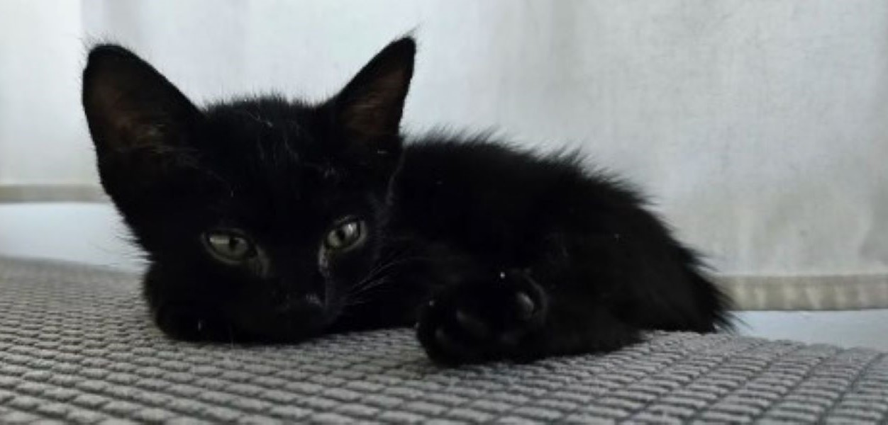 black kitten 