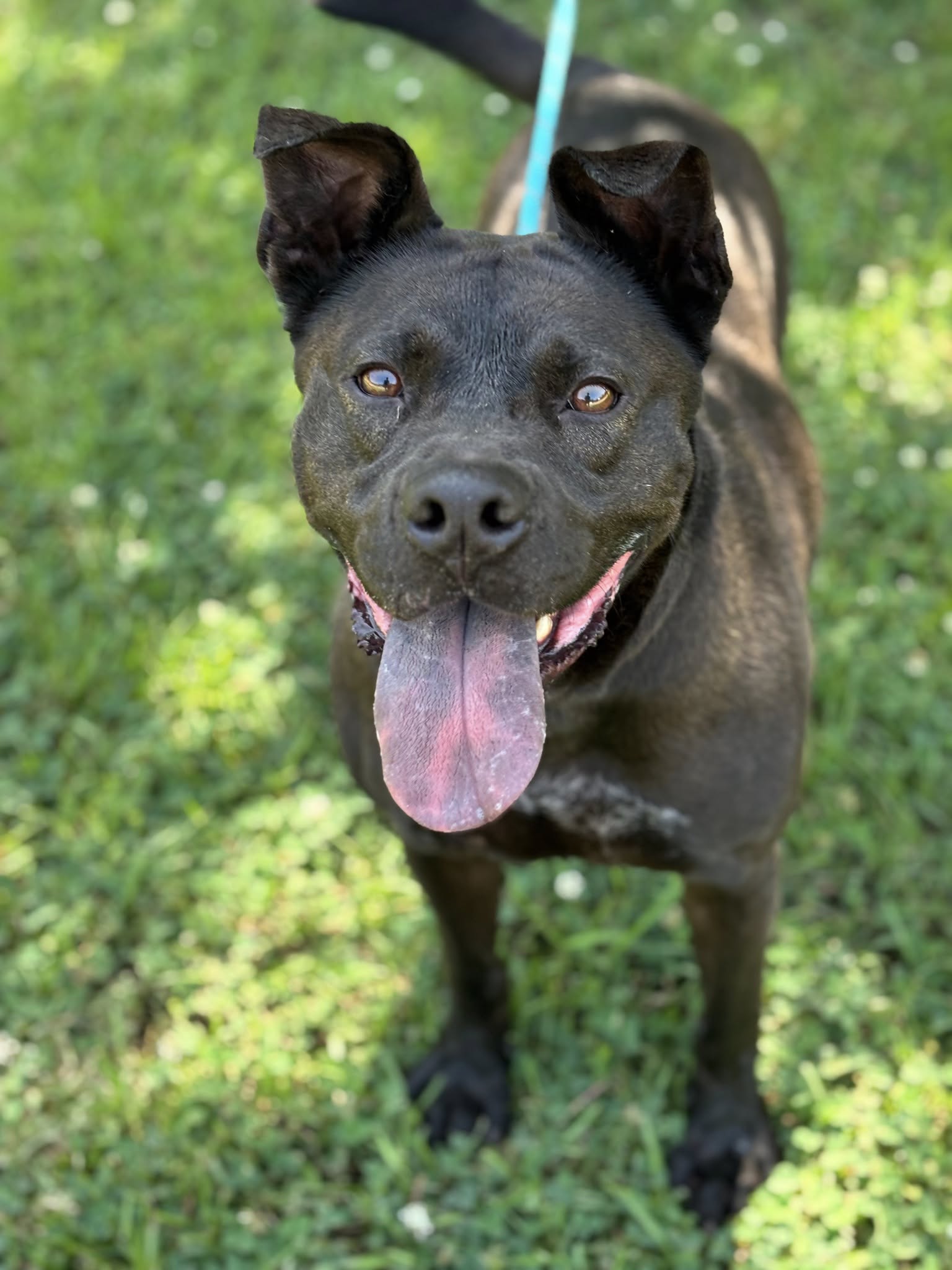 black pup with purple tongue