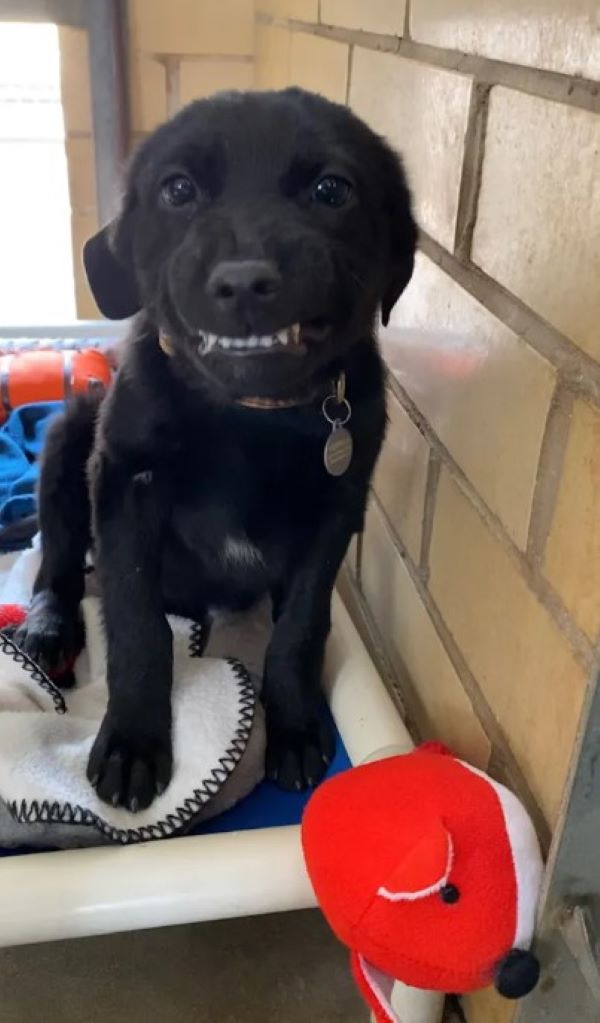 black pup with unique smile 