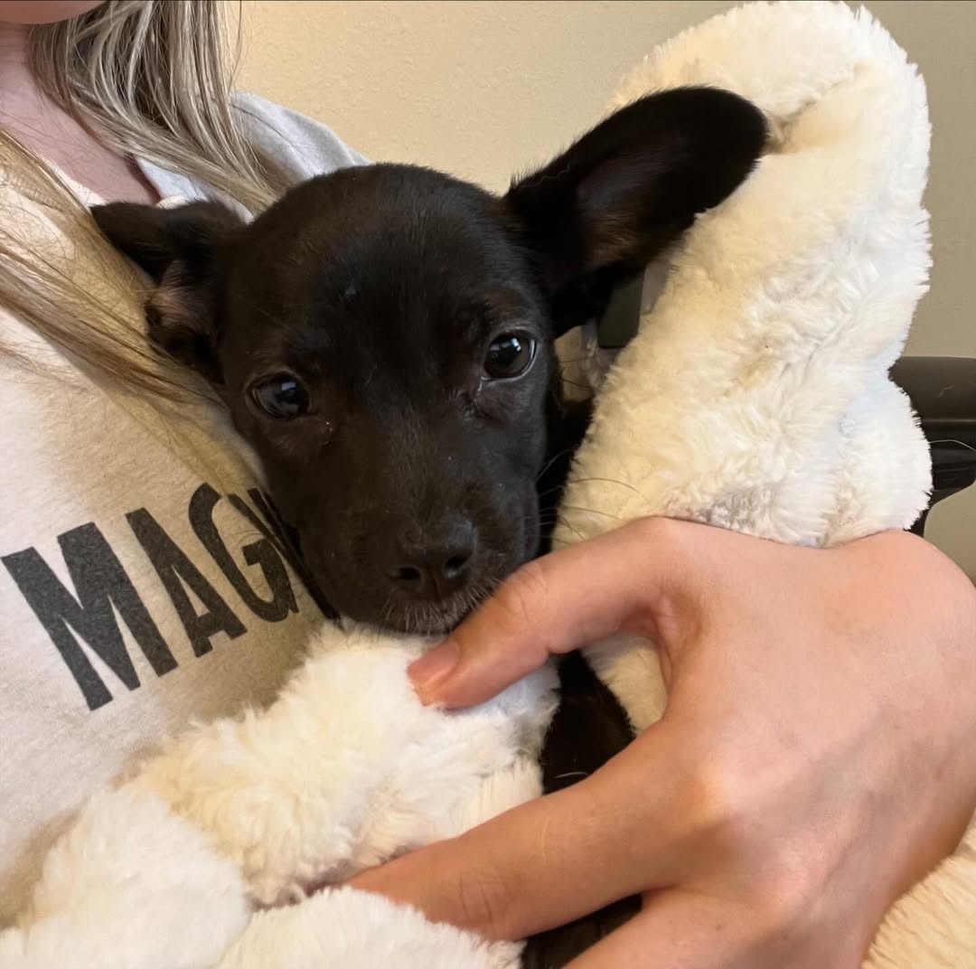 black puppy wrapped in white blanket