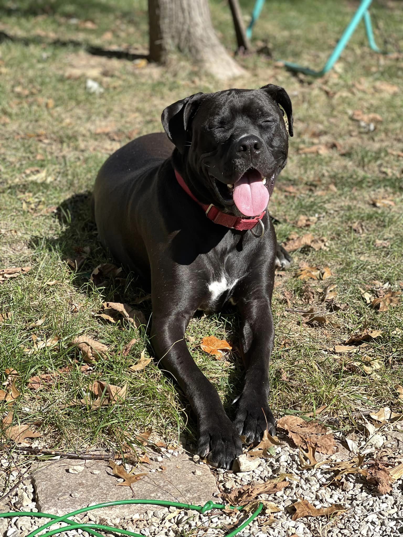 black rescue dog sunbathing
