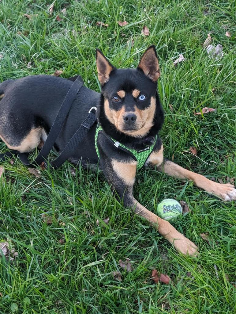 black rescue pup in the field