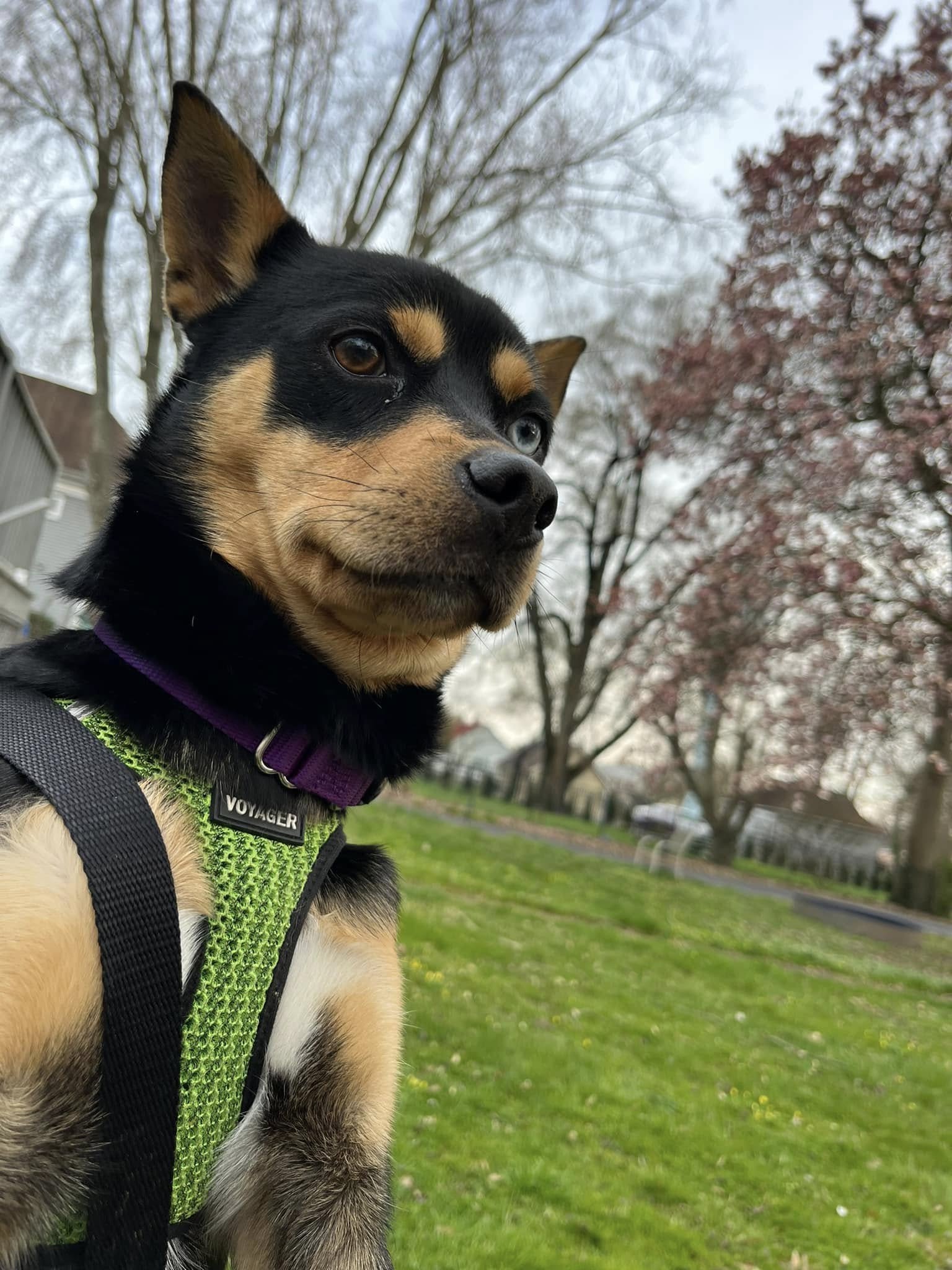 black rescue pup with harness