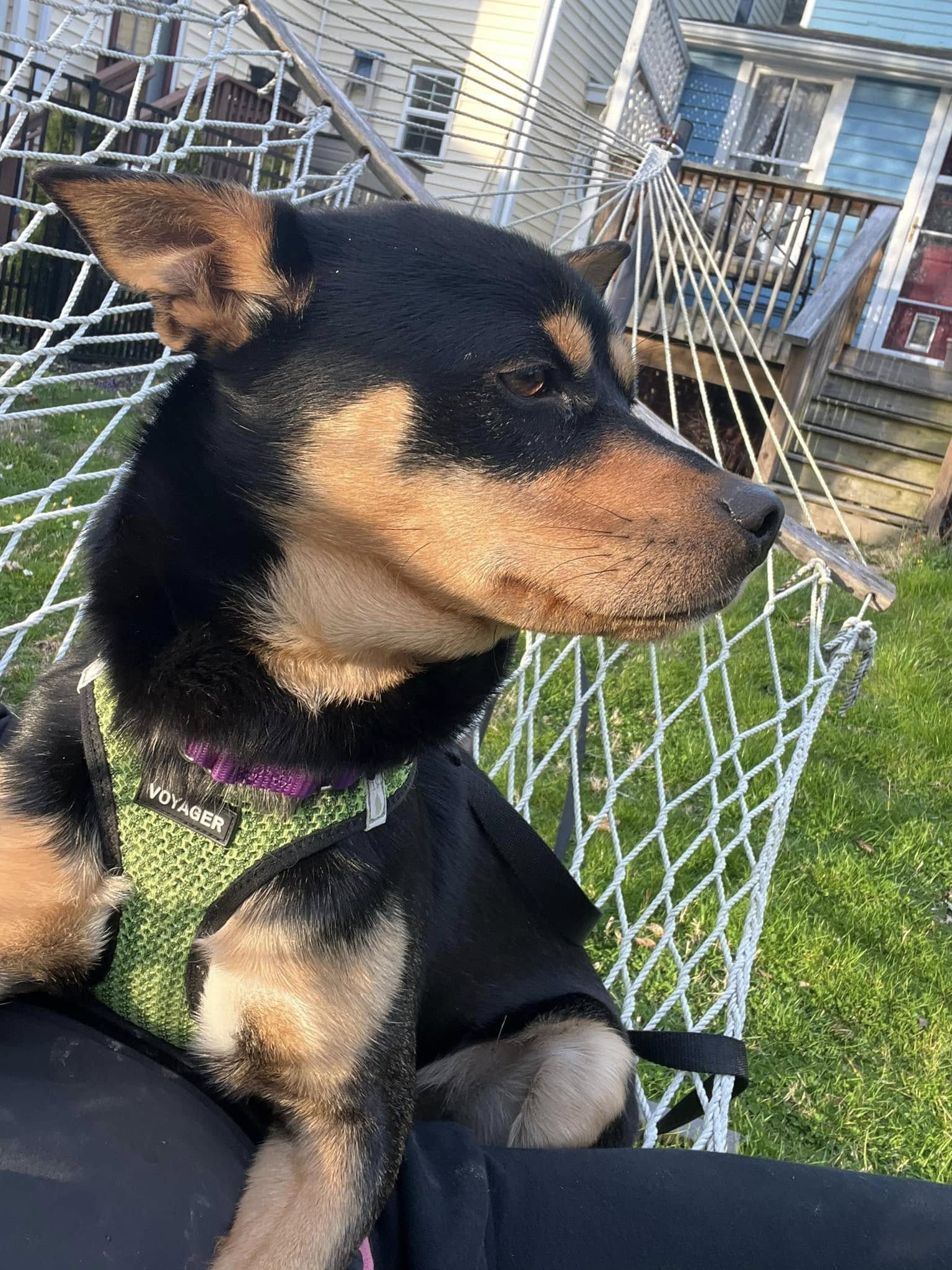 black rescue pup