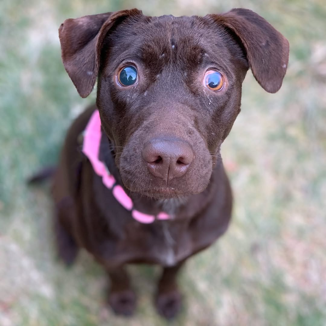 blind brown dog