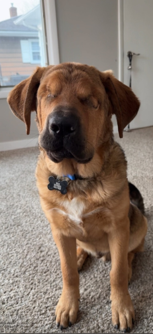 blind brown dog