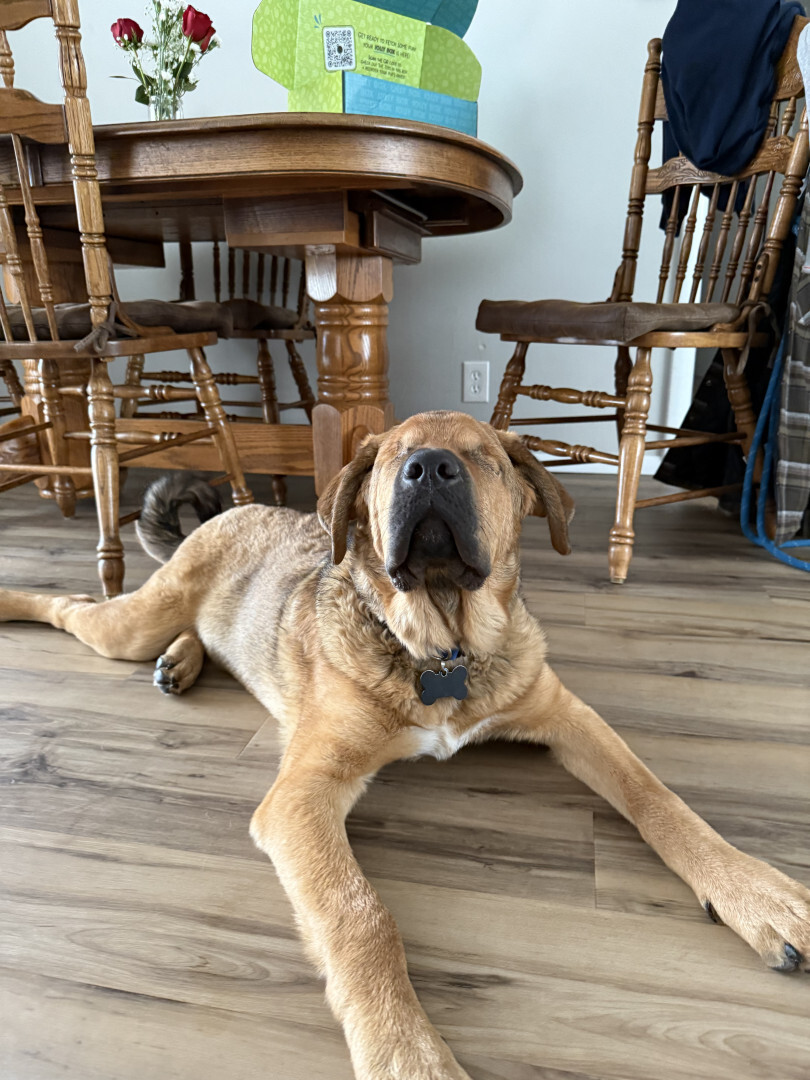 blind dog laying down