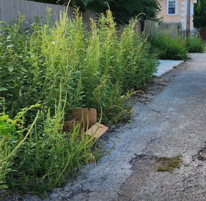 box in tall grass