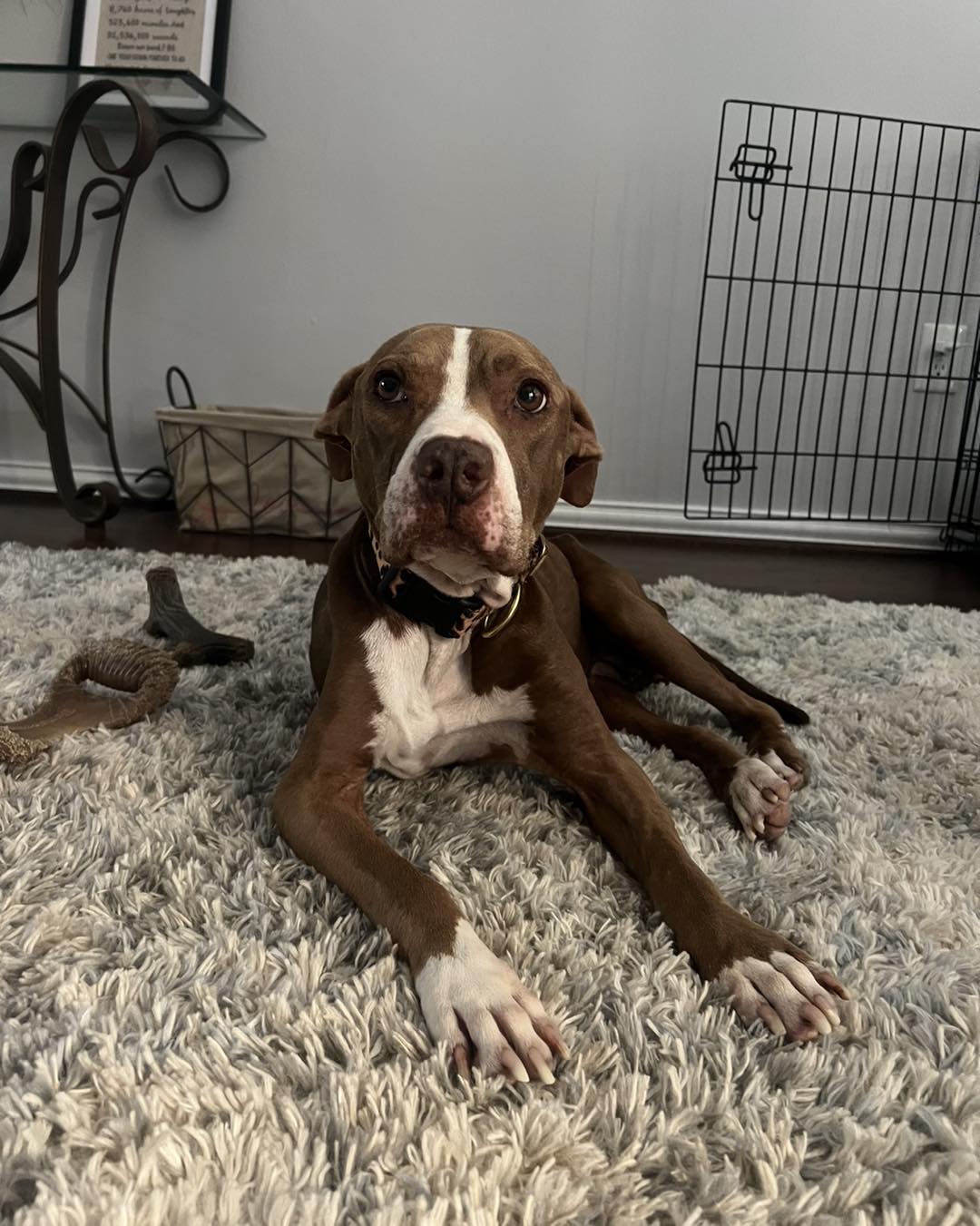 brown and white dog on cozy carpet